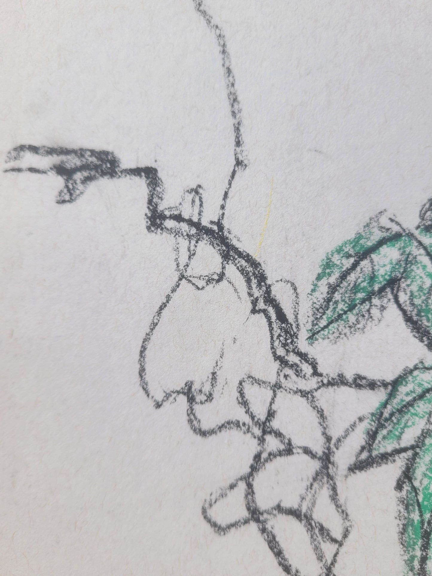 Morning Glory & Bee Sketch with signature