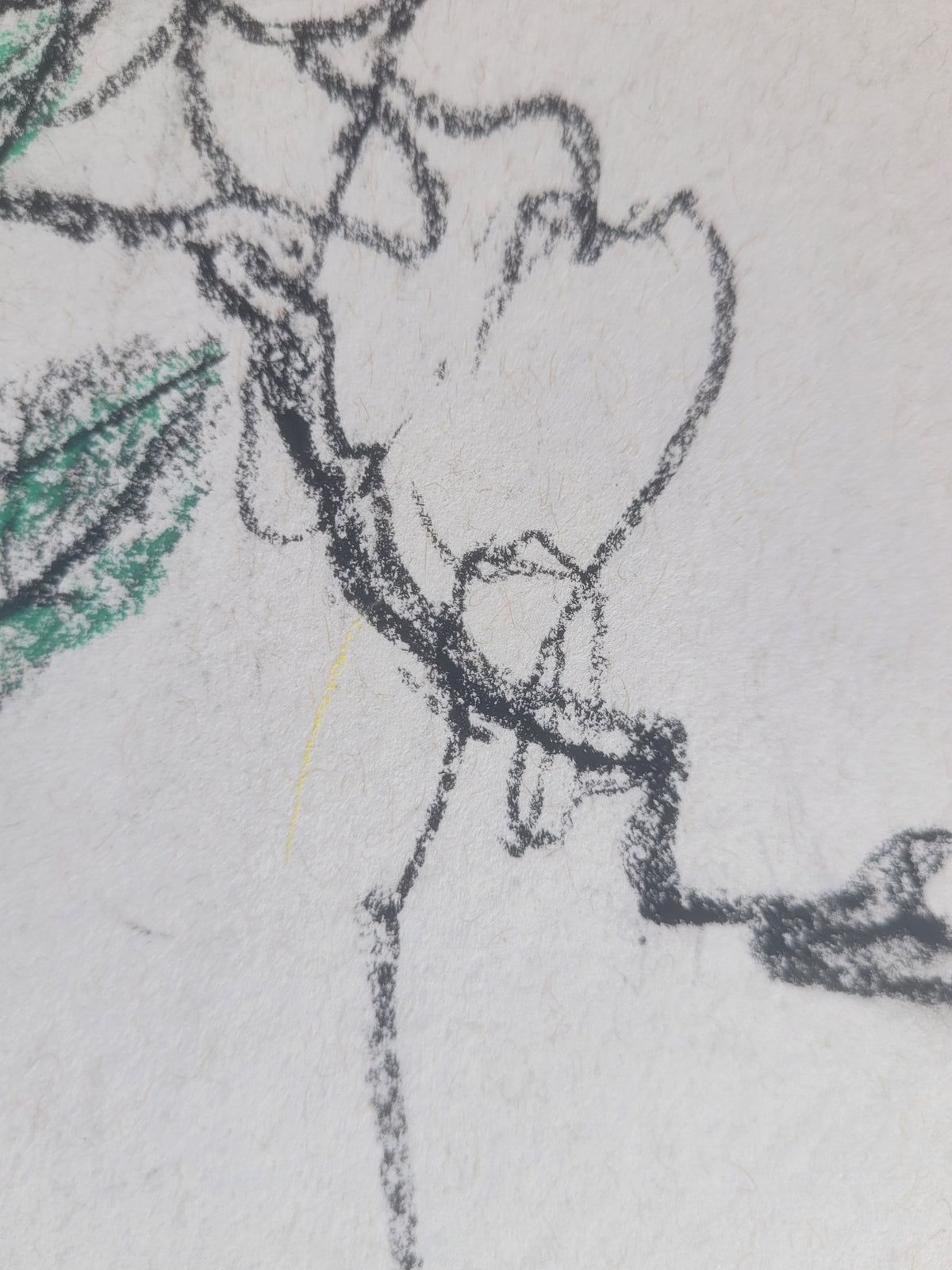 Morning Glory & Bee Sketch with signature